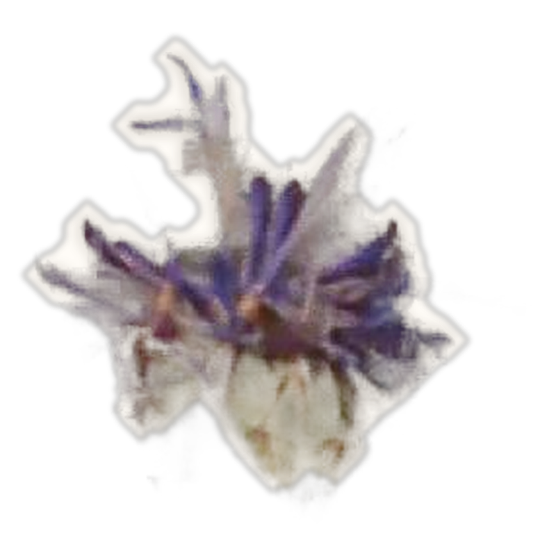 a pressed cornflower, ready to travel