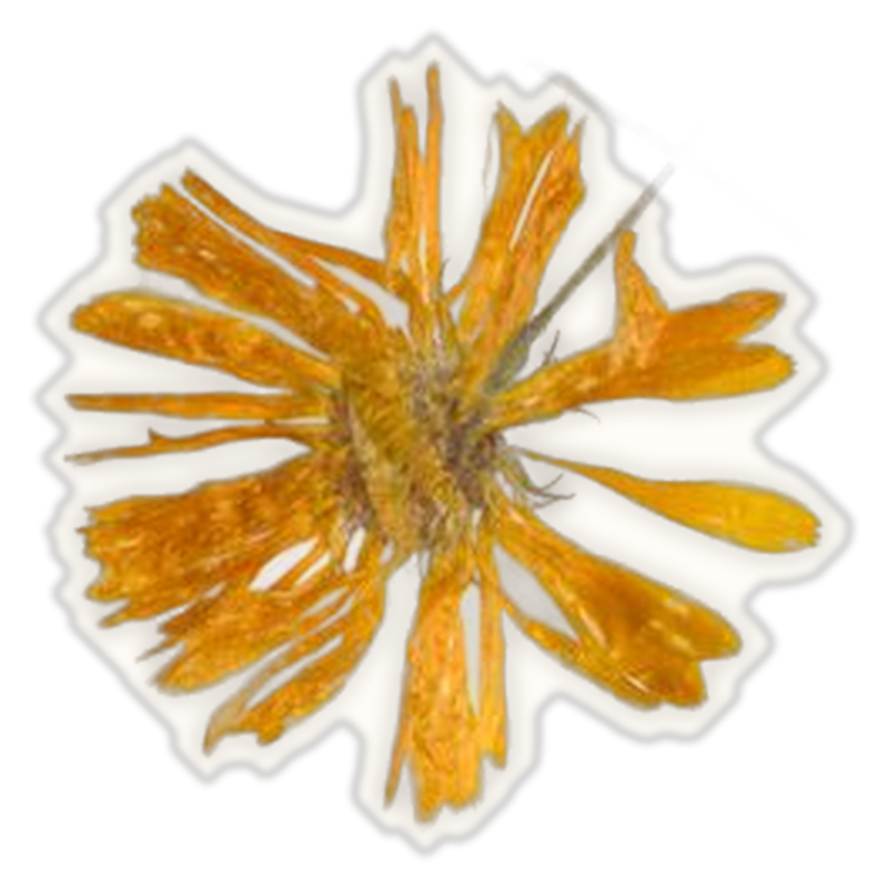 a pressed field marigold with a white die-cut edge