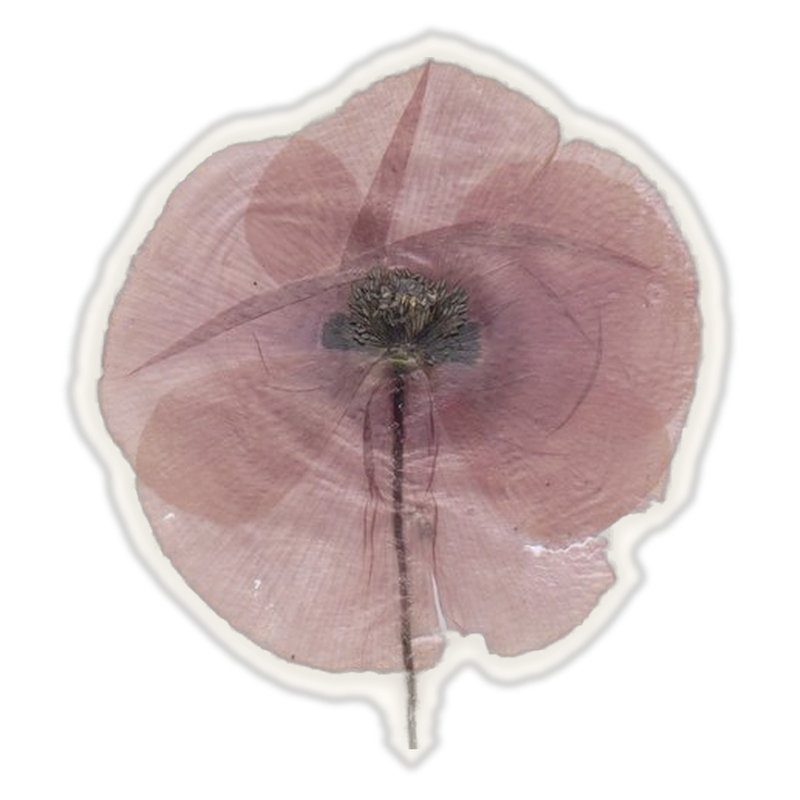 a real pressed poppy, cut out like a sticker